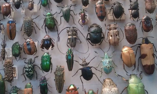 Beetles from the Oxford University Museum of Natural History