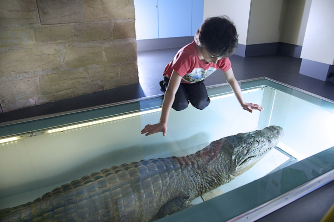 Standing on the back of the caiman