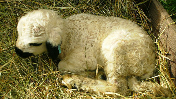 photograph of newborn lamb