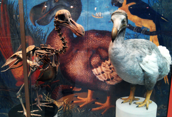A photograph showing a skeleton and a recontruction of a dodo