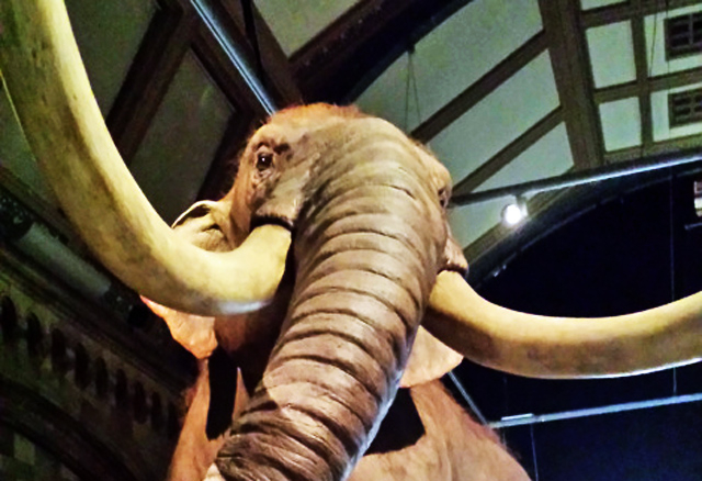A mammoth