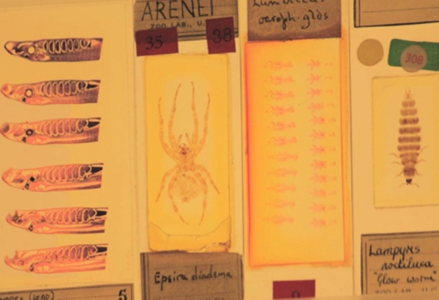 A screenshot showing microscope slides with specimens on them