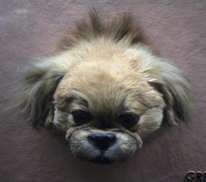 A mounted dog head of a Pekinese.
