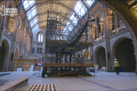 A Diplodocus Deconstructed