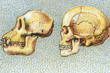 Topic Guide: Evolution