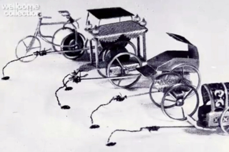Secrets of the Flea Circus