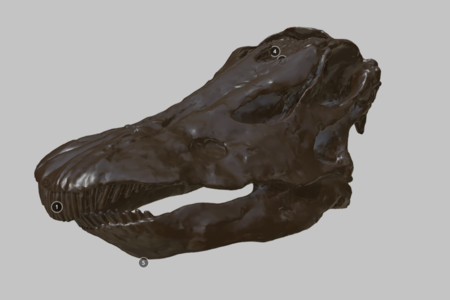 Come face-to-face with Dippy the dinosaur - explore his skull in 3D