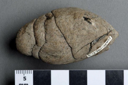Curator's Choice: Dinosaur dung