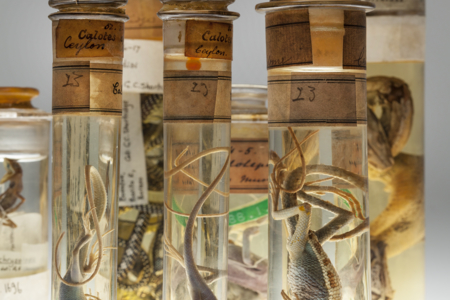 Animals in Jars