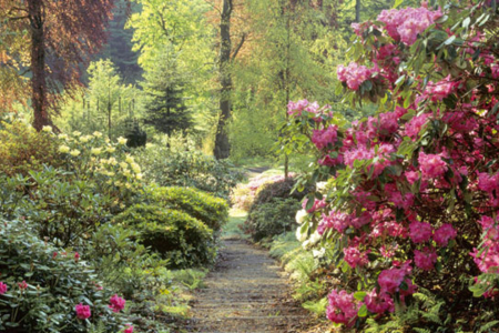 Colby Woodland Garden - National Trust