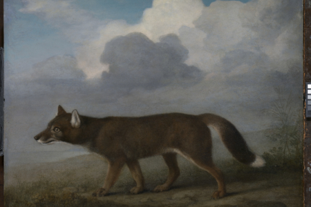 'Portrait of a Large Dog' (Dingo)