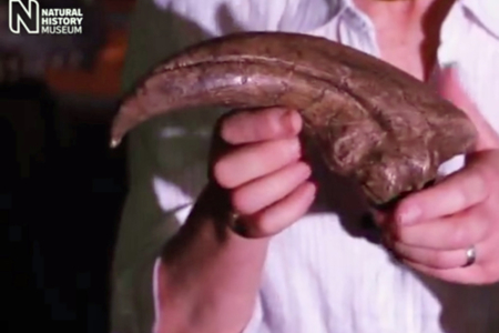 Baryonyx: The Discovery of an incredible Dinosaur
