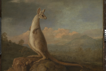 'The Kongouro from New Holland' (Kangaroo)