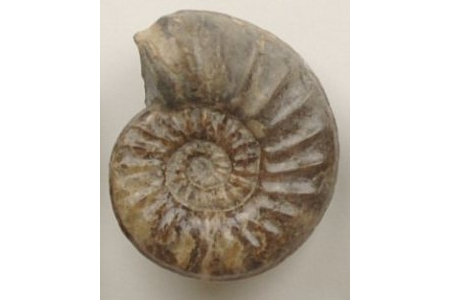 University of Aberdeen, Geological Collections