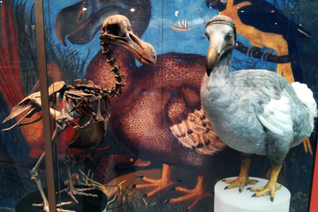 Almost Extinct: a project to save unique animals