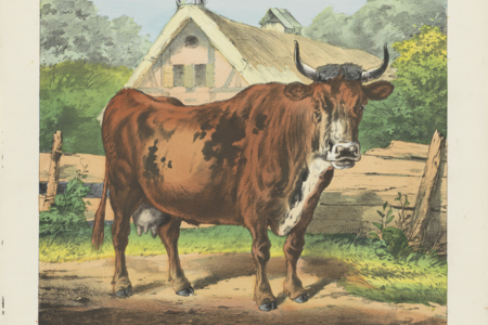 Cow Farts: Global warmers or a load of hot air?