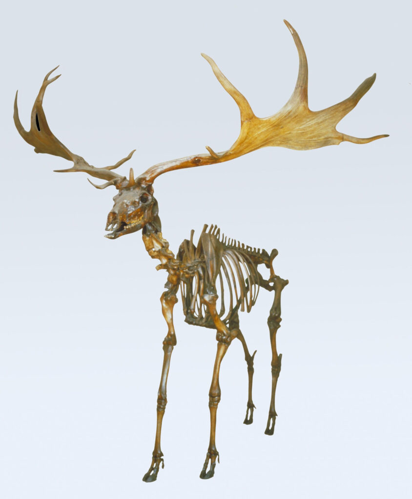 the skeleton of a deer with very large antlers